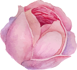 鲜花玫瑰免扣素材