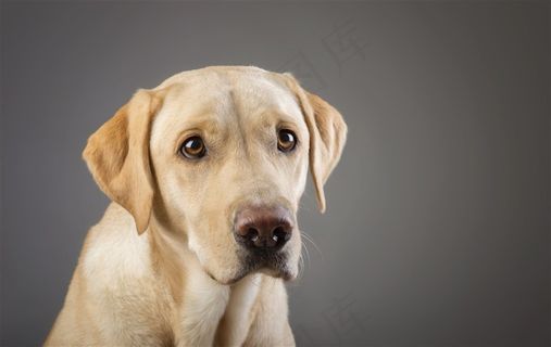 高清拉布拉多狗狗图片