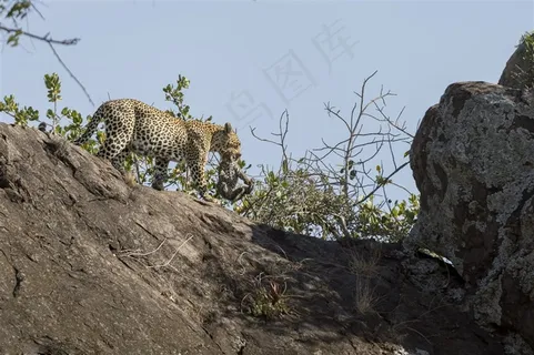 唯美野生动物咬着小豹子的母豹子图片