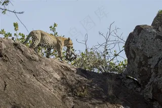 唯美野生动物咬着小豹子的母豹子图片