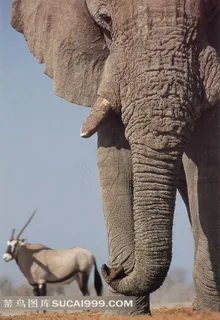 大象羚羊摄影素材