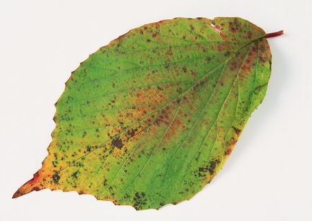 秋叶叶子一 秋叶叶子一