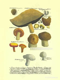 蘑菇水彩艺术复古插画