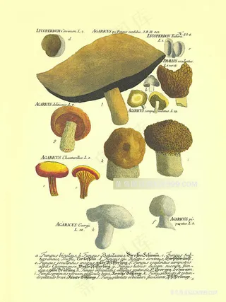 蘑菇水彩艺术复古插画