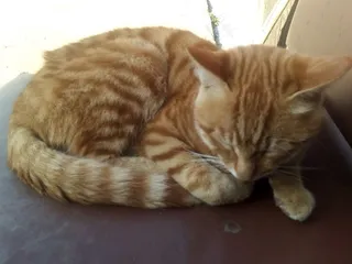 睡觉的可爱小猫