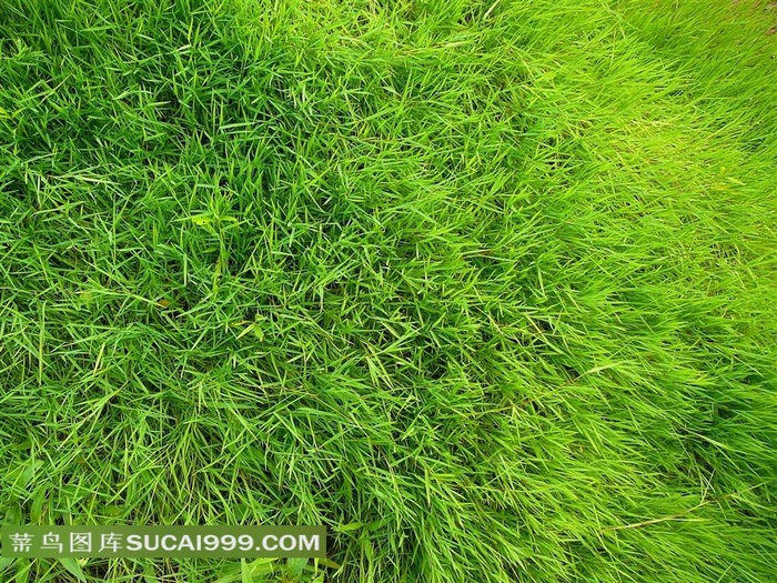 绿色草地草木高清图片