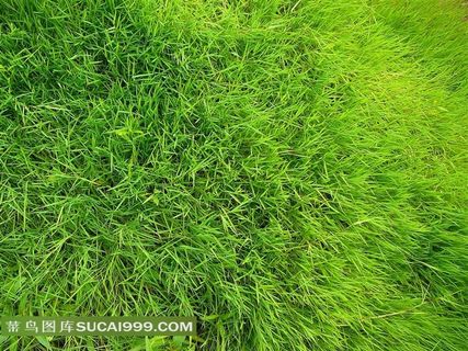 绿色草地草木高清图片