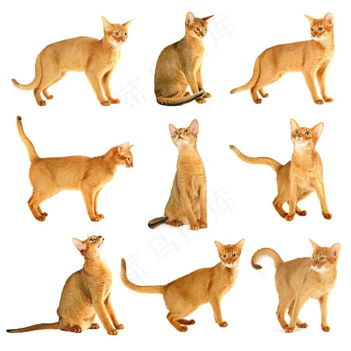 黄色的调皮小猫