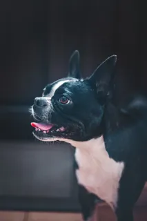 波士顿梗犬图片 波士顿梗犬图片