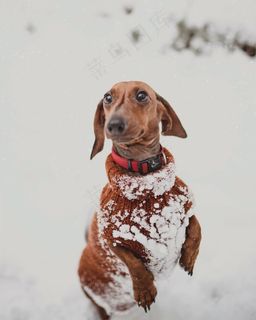 雪地里玩耍的腊肠狗图片 雪地里玩耍的腊肠狗图片