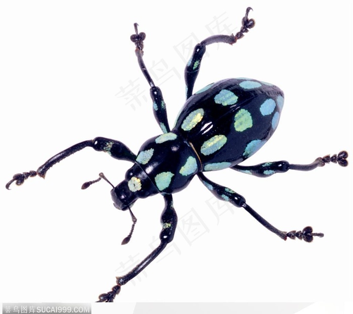 昆虫世界-蓝色斑点的甲虫