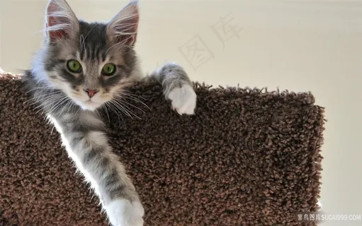 可爱猫咪唯美壁纸