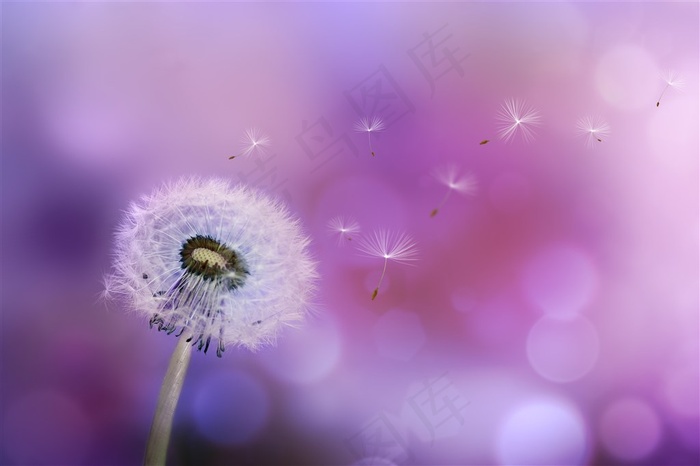 飞舞的蒲公英图片