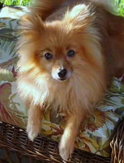 宠物狗博美犬图片 宠物狗博美犬图片