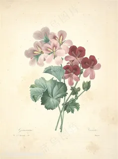 唯美淡雅雷杜德水彩鲜花手绘插画图片 唯美淡雅雷杜德水彩鲜花手绘插画图片