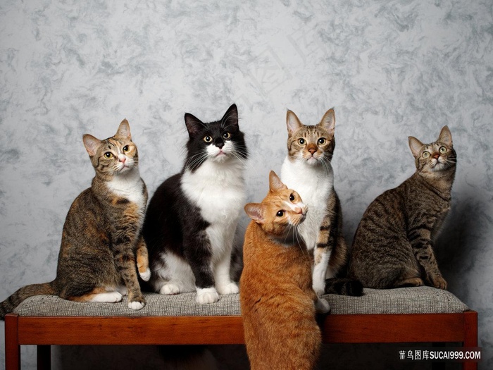 猫咪大家族图片素材