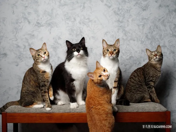 猫咪大家族图片素材