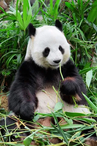 吃竹子享受的大熊猫图片 吃竹子享受的大熊猫图片