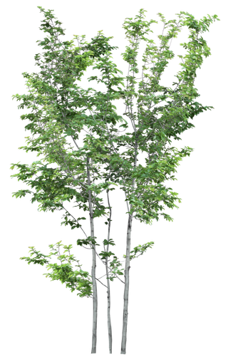 高清树木素材 免抠PSD植物素材 美术绘画园林贴图 树草灌木花草