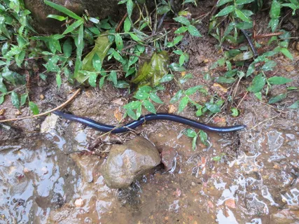 蚯蚓高清图片 蚯蚓高清图片
