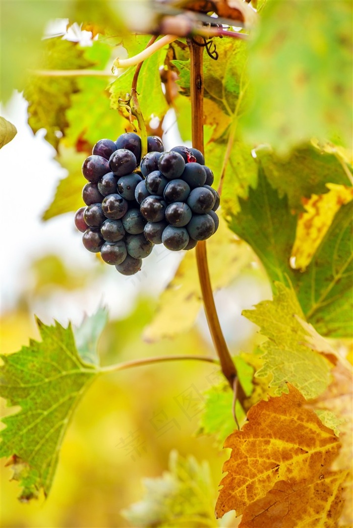 黑色的葡萄摄影素材