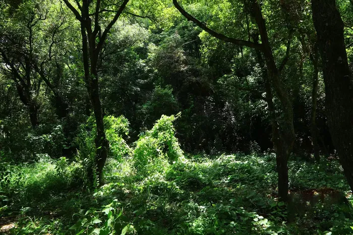 森林背景图 森林背景图