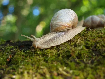 蜗牛摄影图片素材