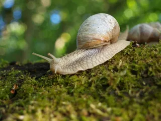 蜗牛摄影图片素材