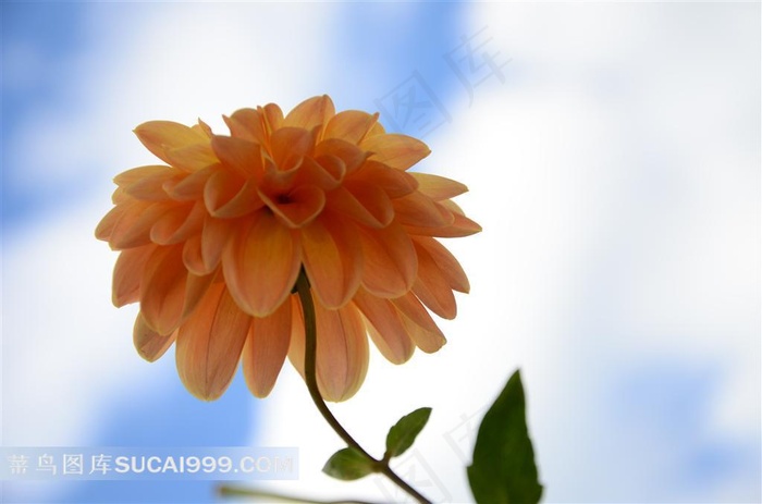 怒放的黄色大丽菊