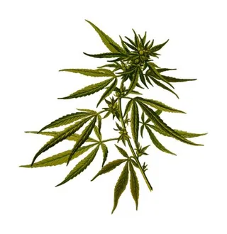 大麻PNG免抠