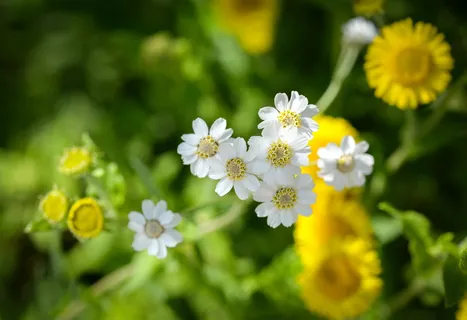 白色小雏菊花朵图片 白色小雏菊花朵图片
