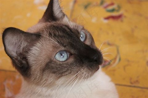 正在张望的猫咪