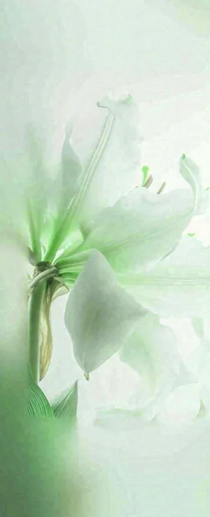 白色清新花朵朦胧唯美意境，鲜花摄影图