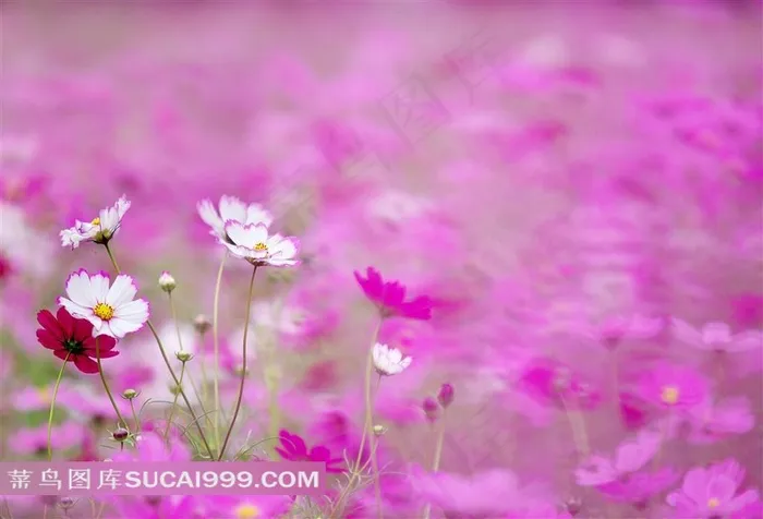 高清菊花风景