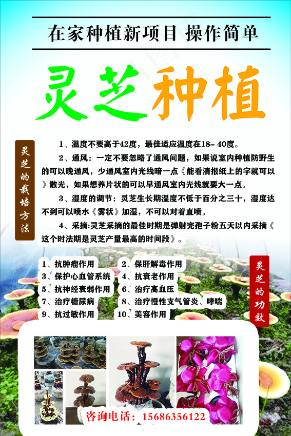 灵芝种植海报psd模版下载