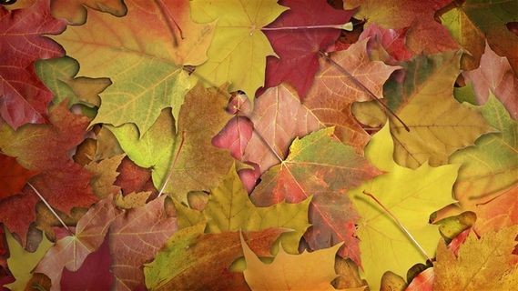 秋日落叶枫叶(5种尺寸)