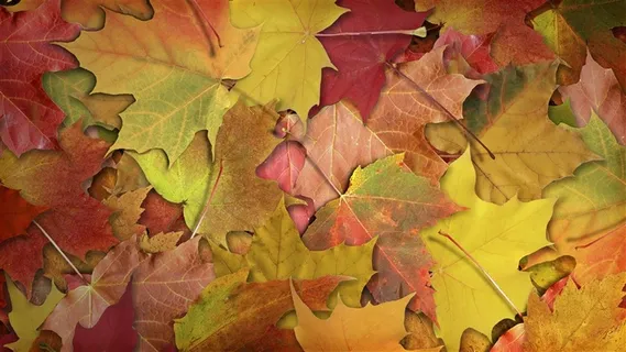 秋日落叶枫叶(5种尺寸)