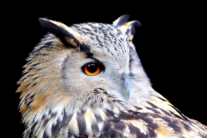 侧着头的猫头鹰