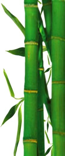 竹子 PNG免抠(945x2250)