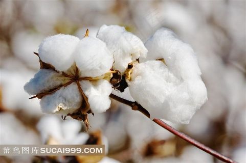 优质的棉花特写