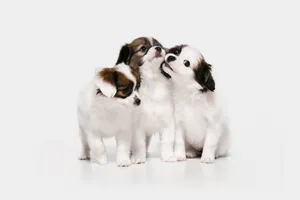 狗犬可爱萌宠物动物高清电脑壁纸背景