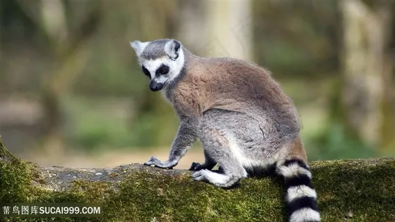 猕猴唯美风景画壁纸 猕猴唯美风景画壁纸