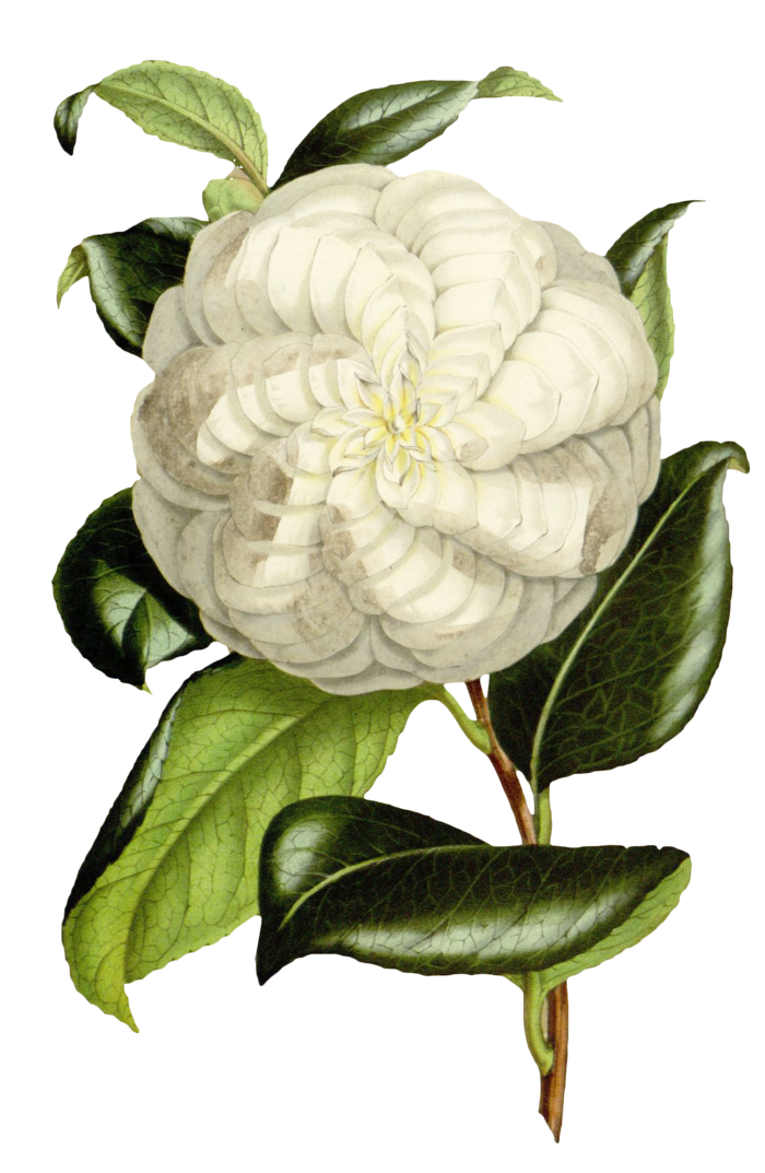 复古手绘植物花卉玫瑰花PNG免扣图案高清图片PS设计素材图