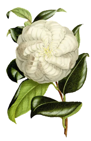 复古手绘植物花卉玫瑰花PNG免扣图案高清图片PS设计素材图