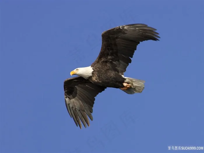 翱翔中的白头鹰图片