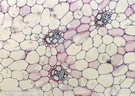 研究实验-细胞结构