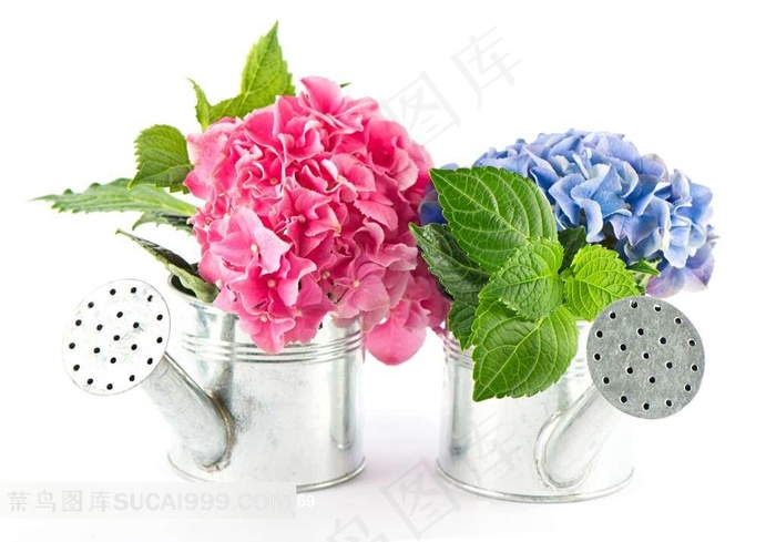 水壶里的绣球花鲜花图片