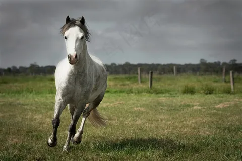 奔腾的白马图片 奔腾的白马图片