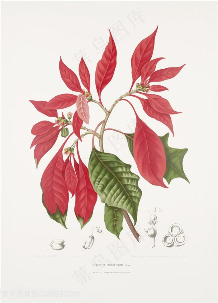 花卉植物插画图片