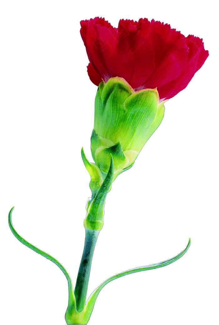 鲜红康乃馨图片下载